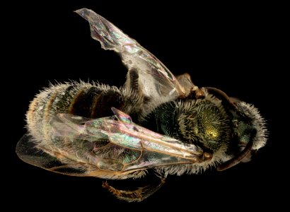 Lasioglossum albohirtum, F, Back, WY, Lincoln County 2014-05-30-11.02.49 ZS PMax photo