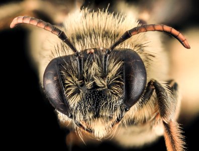 Melissodes lustra, F, Face, CA, Santa Barbara County 2014-06-17-15.43.30 ZS PMax photo