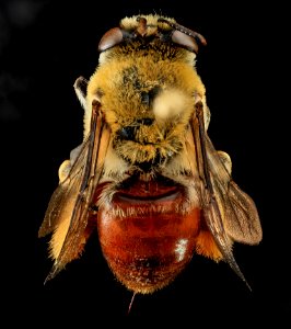 Centris lanipes, F, Back, Puerto Rico 2013-07-05-16.01.41 ZS PMax photo