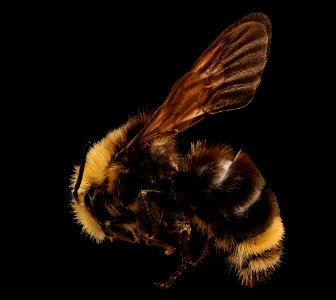 Bombus vosnesenskii, m, left side, Mariposa, CA 2017-07-19-14.04
