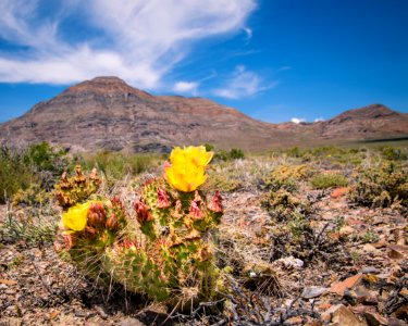 Silver Island Mountain Blooms photo