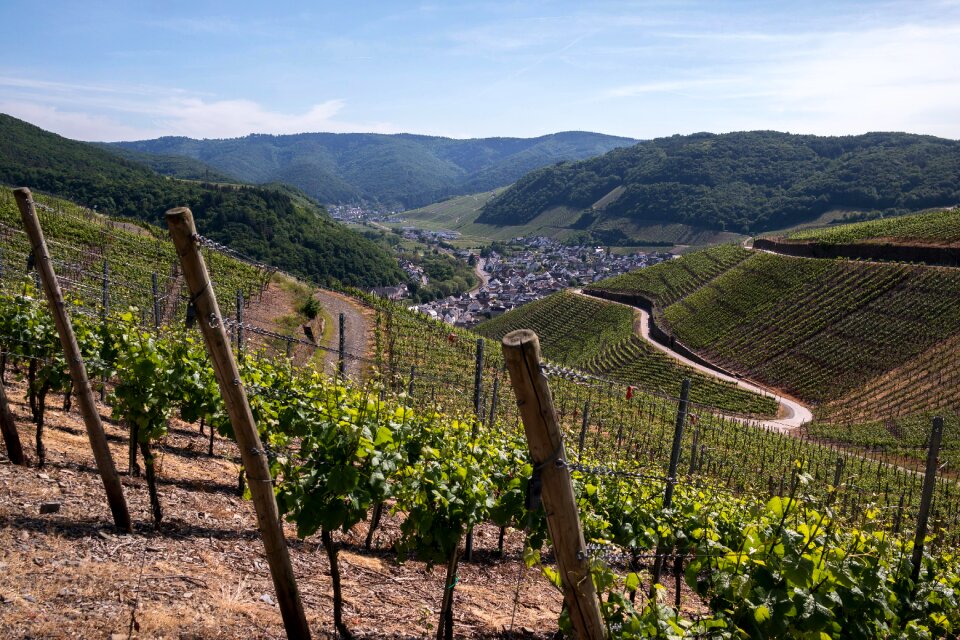 Dernau rech grapevine