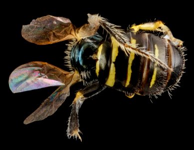 Perdita swenki, M, back2, New York, Queens County 2013-03-01-15.14.11 ZS PMax