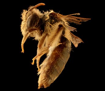 Andrena gnaphalii, f, left, Santa Barbara Co., CA 2018-07-13-16.38