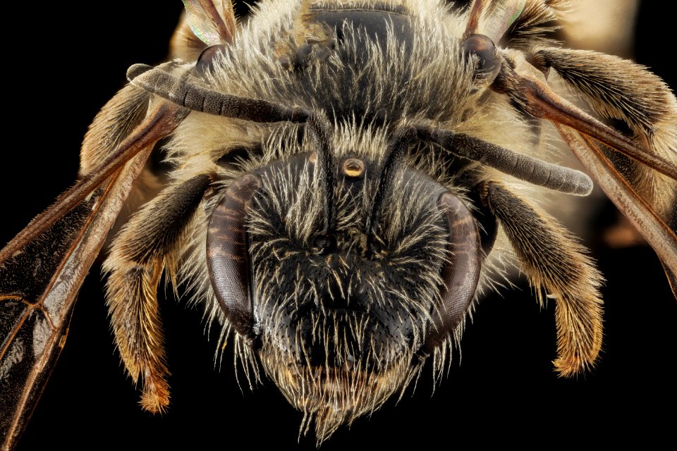 Lasioglossum titusi, F, Face, WY, Lincoln County 2014-07-16-18.18