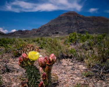 Silver Island Mountain Cacti photo