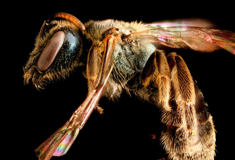 Lasioglossum 2, f, thorax, Humboldt Co. CA 2016-04-15-23.49