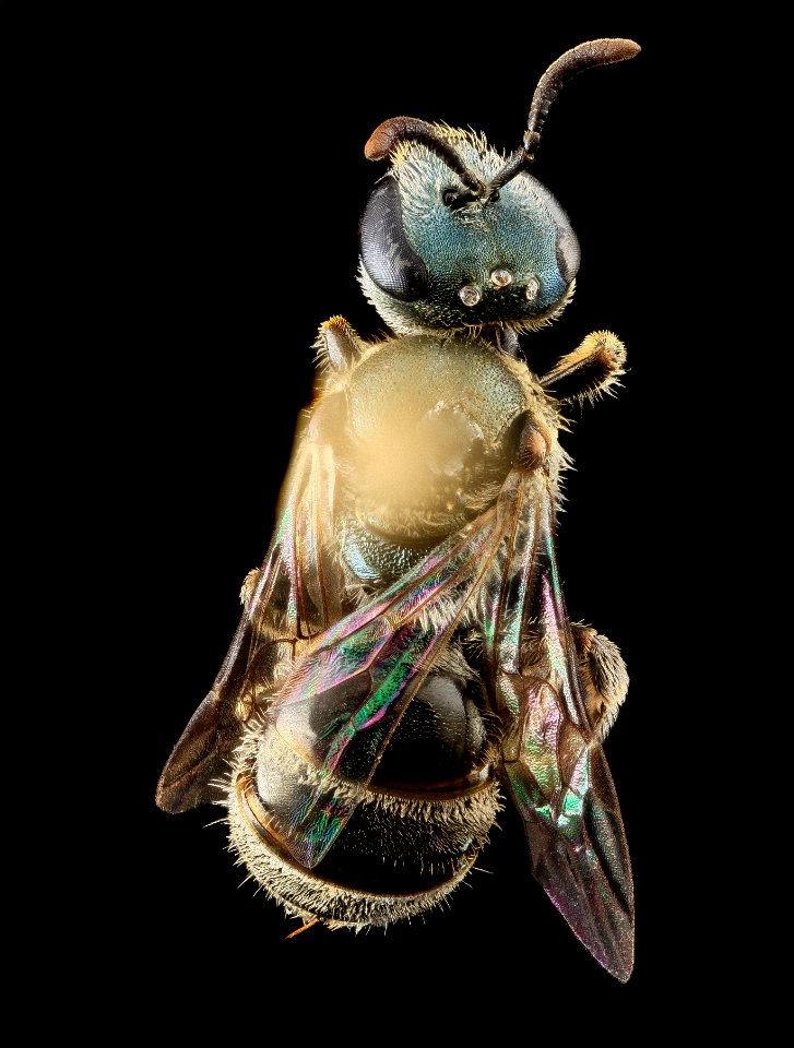 Lasioglossum parvum, F, Back, Puerto Rico 2013-07-05-16.21.19 ZS PMax