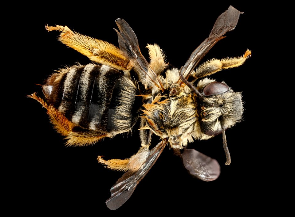 Eucera dubitata, F, back, West Virginia, Pleasants County 2013-03-12-14.43