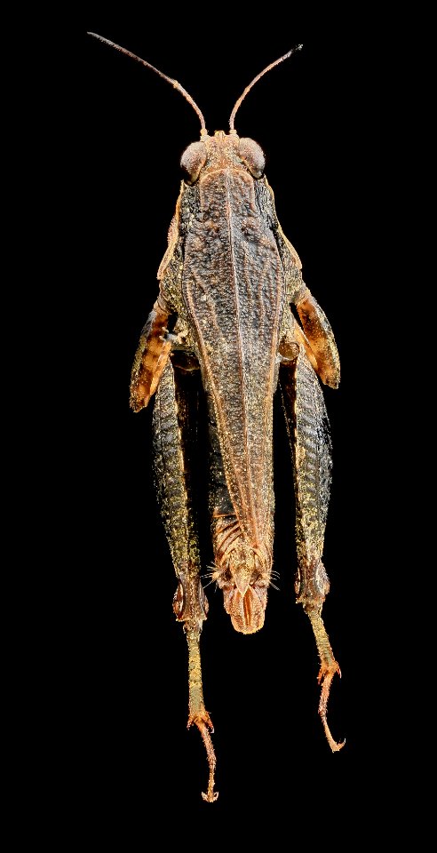 Pygmy Grasshopper, U, Back, Upper Marlboro 2013-08-02-15.17.58 ZS PMax