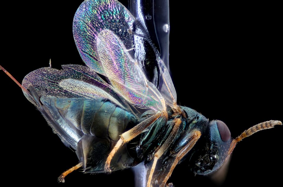 small wasp side, maglev, north tract 2020-09-16-15.21.15 ZS PMax UDR
