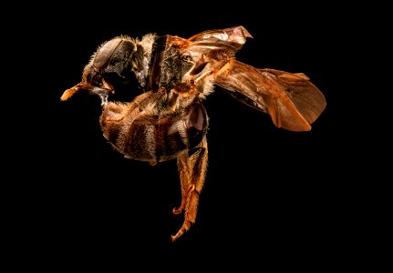 Lasioglossum nelumbonis, f, left side, Prince George's Co., MD 2017-06-17-15.56