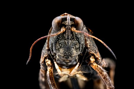 Grasshopper face 2020-08-06-14.08.16 ZS PMax UDR photo