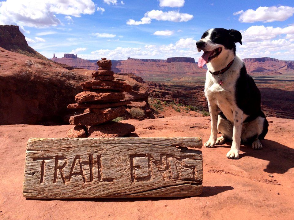 1st Place in the Dog Friendly Category