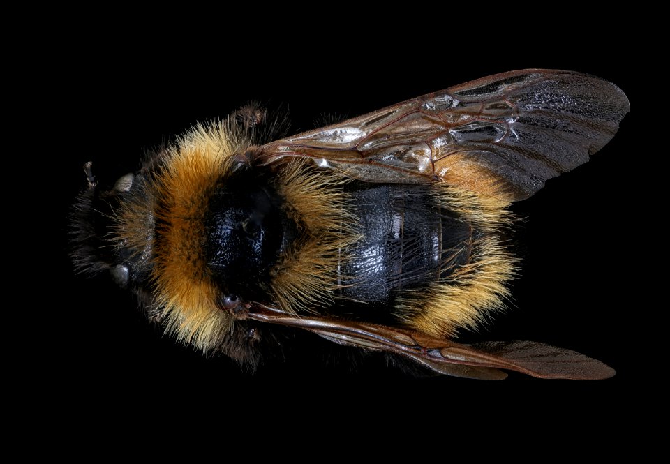 Bombus campestris, m, back, Podbanske, Slovakia 2019-12-16-21.28.09 ZS PMax UDR