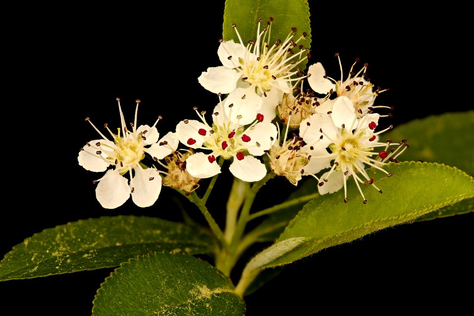 Aronia melanocarpa, Black Chokeberry, Howard County, Md.,  2018-05-17-14.20