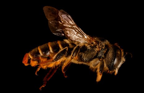 Lithurgus chrysurus, f, right, Pika County, PA 2019-03-22-03.28.32 ZS PMax UDR