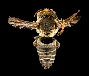 Coelioxys immaculata, m, back, Caroline Co., MD 2018-03-01-10.04