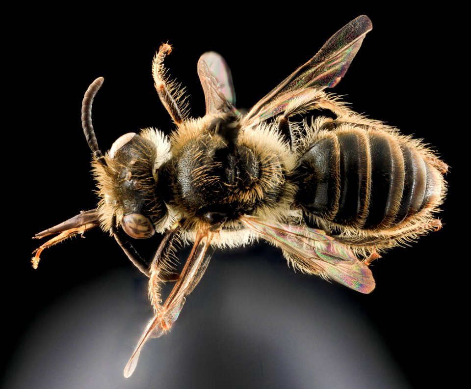 Calliopsis nebraskensis, Male, Back, New Haven County, CT 2013-10-25-19.13.35 ZS PMax