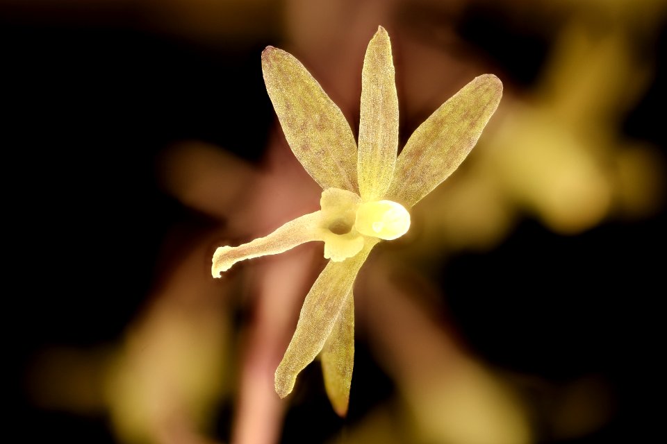 Tipularia discolor, front view Cranefly Orchid, Howard County, MD, Helen Lowe Metzman 2017-08-07-19.05