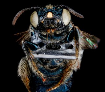 Ceratina dupla, F, face, New York, Kings County 2013-02-14-14.24.11 ZS PMax photo