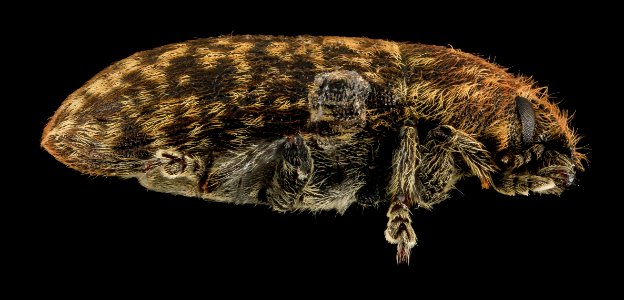 Rhinocyllus, U, side, U 2014-01-17-18.42.20 ZS PMax