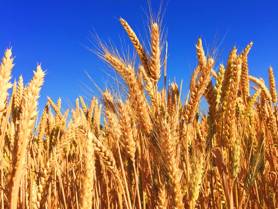 Autumn harvest nature