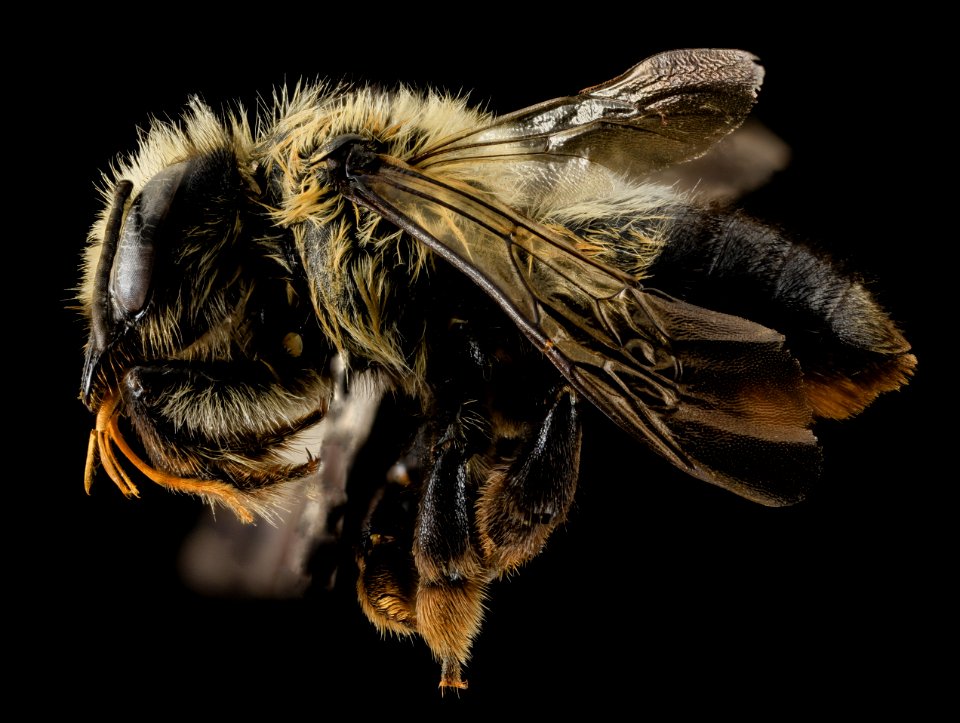 Megachile melanophaea ,F,Side,MI, Alger County 2014-03-26-11.58.12 ZS PMax photo