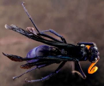 Pepsis ruficornis, U, back, Dominican Republic 2012-11-29-14.25.28 ZS PMax photo