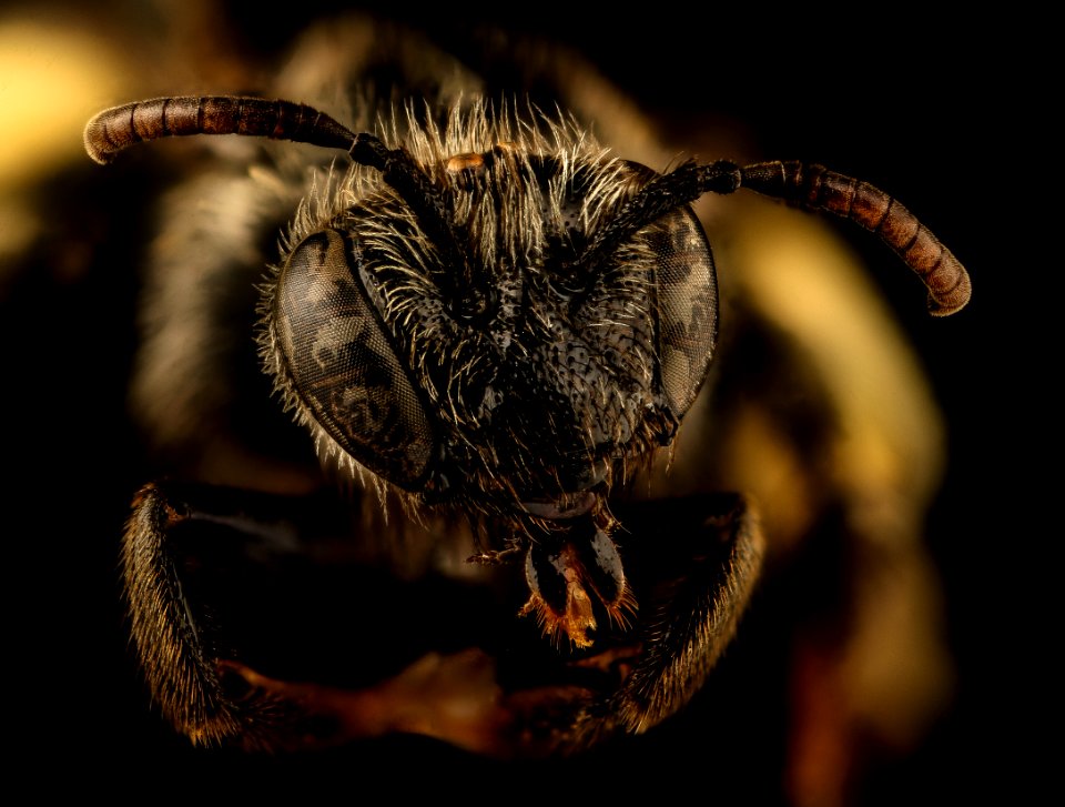 Macropis nuda, head, f, ma, veit powerline 2018-11-02-15.11.39 ZS PMax UDR