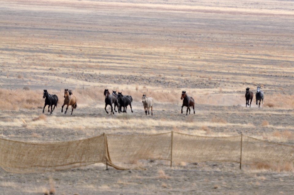 Cedar Mtn Wild Horse Gather 02/21/12