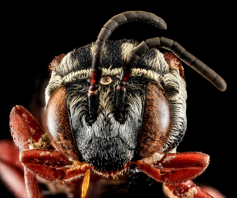 Triepeolis sp 101, F, Face, PG county, MD 2013-07-23-15.58.13 ZS PMax