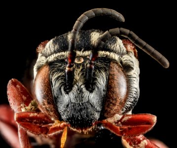 Triepeolis sp 101, F, Face, PG county, MD 2013-07-23-15.58.13 ZS PMax photo