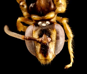 bee pale tan, f, colombia, face 2014-08-08-16.54.39 ZS PMax photo