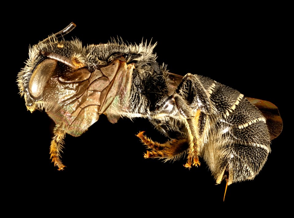 Heriades carinata, f, side, Prince George's Co, MD 2016-04-15-22.16