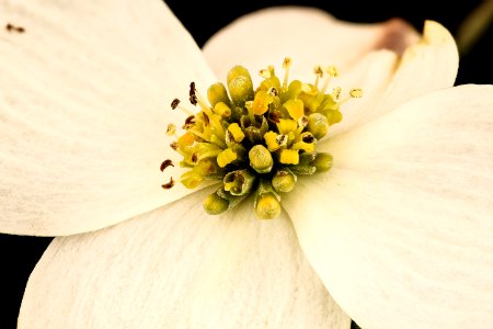 Cornus florida, 2 flr.,Dogwood,  Howard County, Md,  2018-05-17-15.29