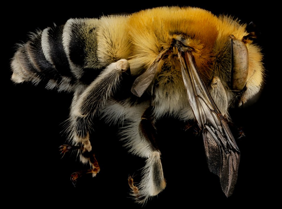 Anthophora affabilis, M, side, Pennington County, South Dakota 2012-11-15-16.32.52 ZS PMax