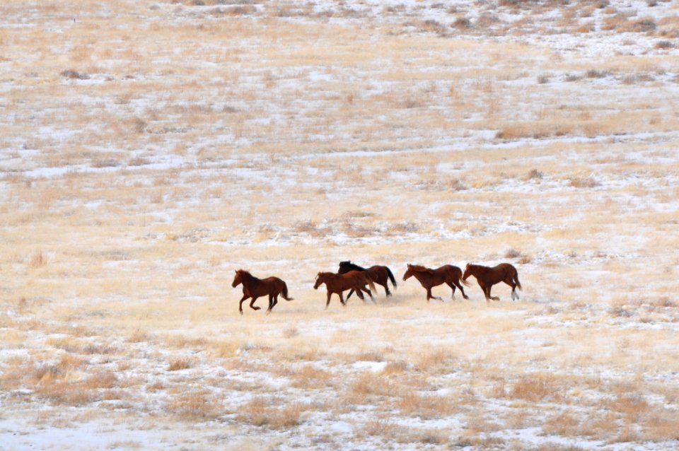 Onaqui Wild Horse Gather 02/19/12