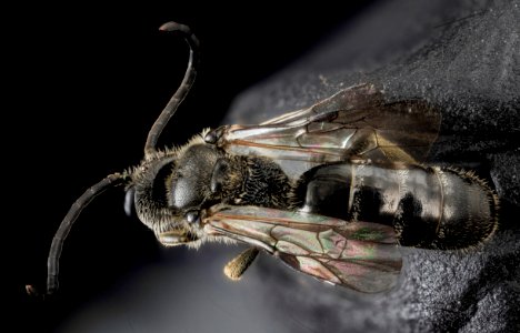 Lasioglossum truncatum, M, Back, MD, Cecil County 2013-07-10-17.20.27 ZS PMax