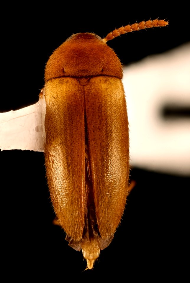 Hallomenus scapularis pale form, dorsal, Turkey Run, Fairfax Co., VA 2018-07-10-16.04.58 ZS PMax UDR