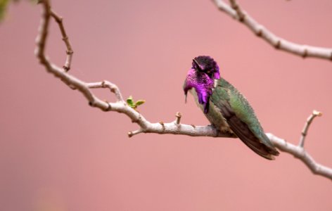 Costas Hummingbird