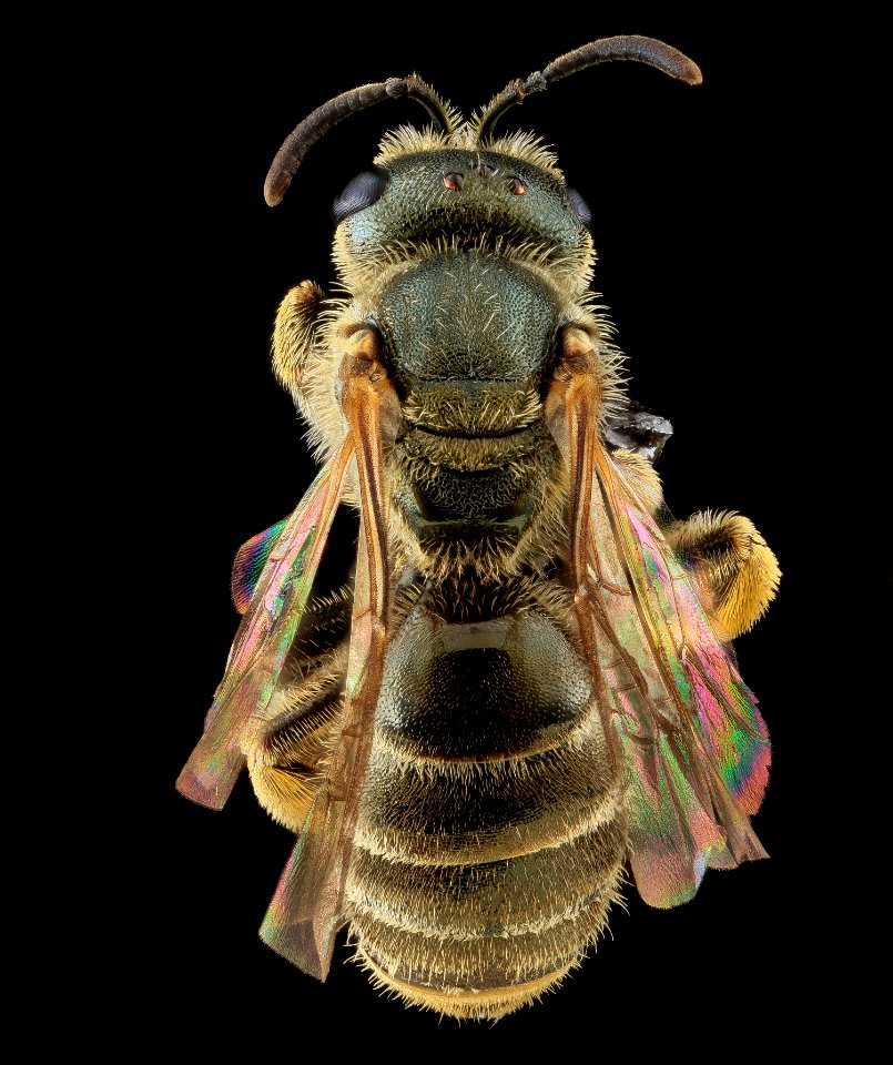 Halictus confusus, F, Back, VA, Wolftrap 2013-06-26-16.40.12 ZS PMax