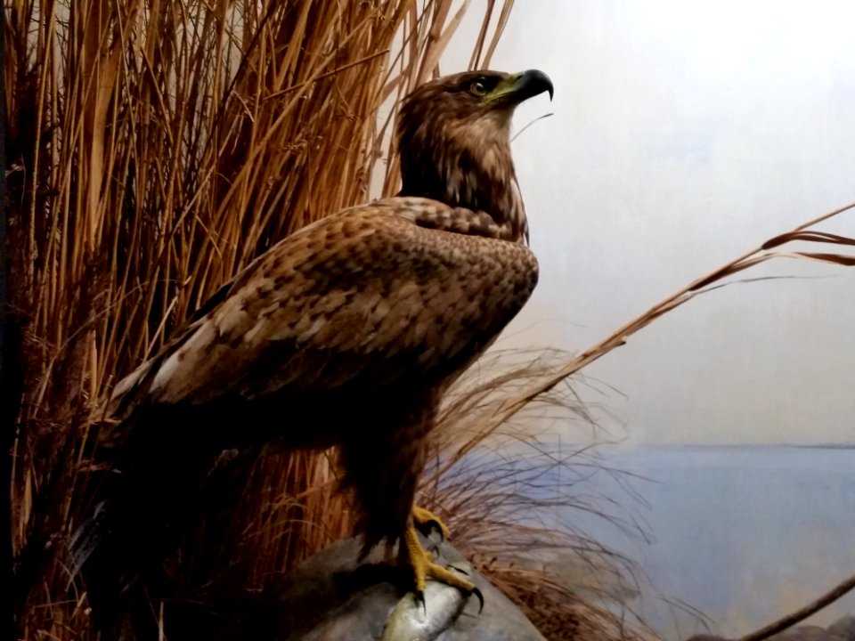 Haliaeetus albicilla