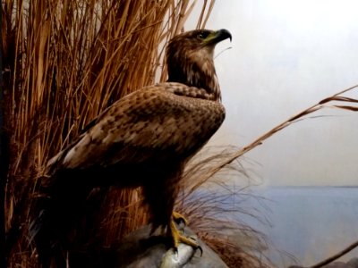 Haliaeetus albicilla