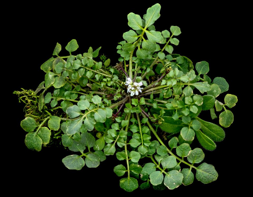 Cardamine hirsuta, 2 2013-02-14-15.21.27 ZS PMax