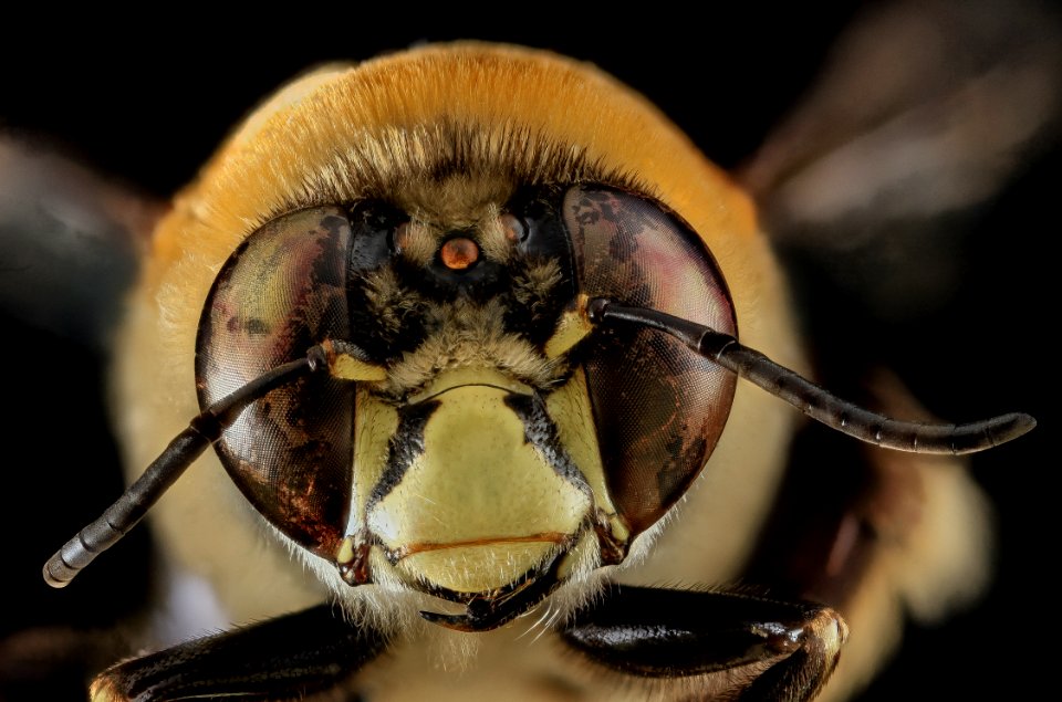 Centris decolorata, M, Face, Puerto Rico 2013-06-27-15.02.44 ZS PMax