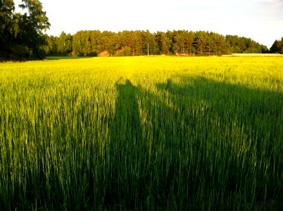 Hälsningar från kornåkern