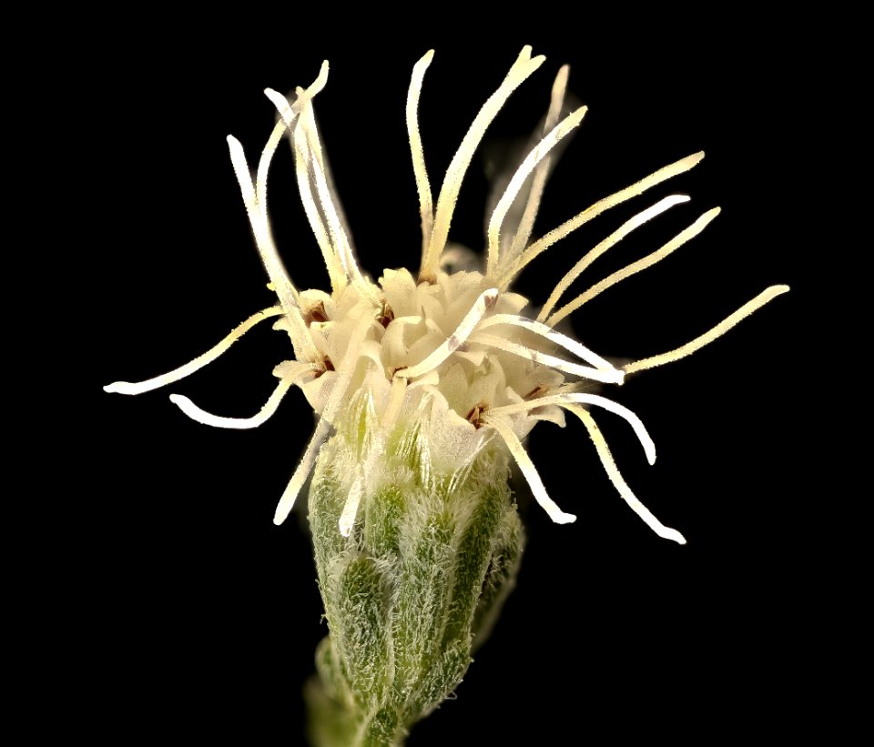 Ageratina altissima 4, White Snakeroot, Howard County, Md, Helen Lowe Metzman 2019-03-22-19.06.53 ZS PMax UDR