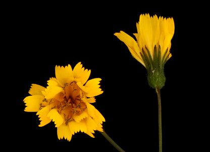 Hieracium venosum 2, Rattlesnake hawkweed, Howard County, Md, Helen Lowe Metzman 2019-10-23-15.59.15 ZS PMax UDR
