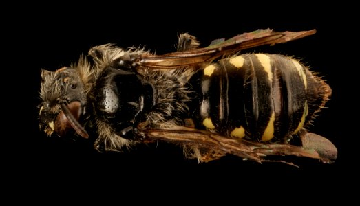 Calliopsis edwardsii, f, back, Mariposa CA 2017-08-02-14.55